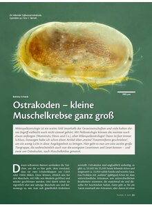 Auf diesem Bild sehen Sie das Produktbild f�r OSTRAKODEN - KLEINE MUSCHEL- KREBSE GANZ GROSS