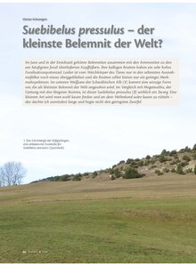 SUEBIBELUS - DER KLEINSTE BELEMNIT DER WELT?
