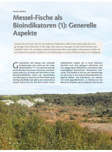MESSEL-FISCHE ALS BIOINDI- KATOREN (1): GENERELLE ASPEKTE