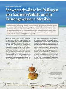 SCHWERTSCHW�NZE IM PAL�- OGEN VON SACHSEN-ANHALT UND IN K�STENGEW�SSERN MEXIKOS