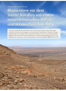 BLUMENTIERE VOR DEM STURM: KORALLEN VON EINEM MITTELDE- VONISCHEN RIFF IM MAROKKANISCH