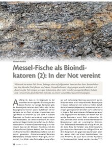 MESSEL-FISCHE ALS BIOINDI- KATOREN (2): IN DER NOT VEREINT